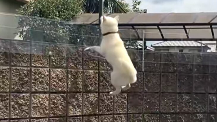 大好きな『親戚のおじさん』の車を見つけた犬→庭の塀から…まさかの『必死なアピール』が132万再生「おじさん視点見たいｗ」「前世で恋人？」(ブログ)