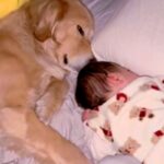 寝起きの赤ちゃんが『大型犬をママと勘違いしてしまった』結果→まるで『育児の達人』のような光景が24万再生「天才すぎ」「子育て2週目」(ブログ)