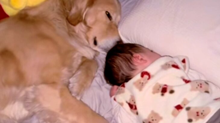 寝起きの赤ちゃんが『大型犬をママと勘違いしてしまった』結果→まるで『育児の達人』のような光景が24万再生「天才すぎ」「子育て2週目」(ブログ)