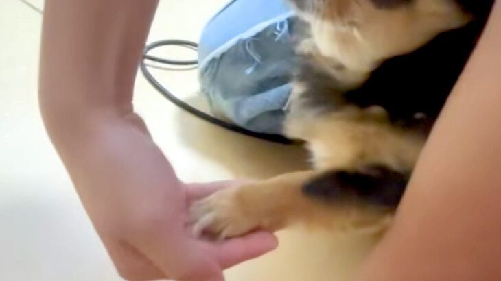 『お手…できちゃったんだが！？』小型犬が咄嗟に手を出した結果→思いがけない『表情』に爆笑「なんで驚く側なのｗｗ」「顔可愛い」と28万再生(ブログ)