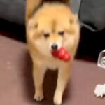 同時に帰宅したパパとママ→犬がお出迎えしてくれた結果…あからさますぎる『態度の違い』に爆笑「華麗なUターンで草」「みんな可愛いｗｗ」と反響(ブログ)