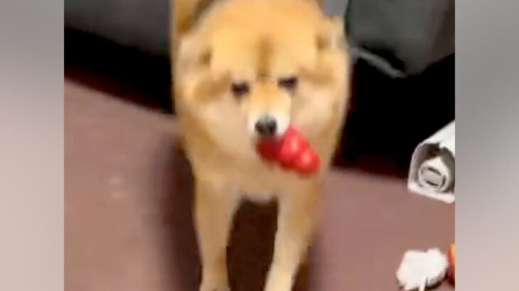 同時に帰宅したパパとママ→犬がお出迎えしてくれた結果…あからさますぎる『態度の違い』に爆笑「華麗なUターンで草」「みんな可愛いｗｗ」と反響(ブログ)