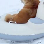 雪が積もったので『犬にソリを引っ張ってもらおう』とした結果→「逆だろｗｗｗ」「大笑いさせてもらった」思っているのと違う光景が16万再生(ブログ)