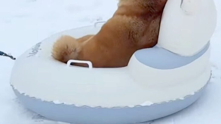 雪が積もったので『犬にソリを引っ張ってもらおう』とした結果→「逆だろｗｗｗ」「大笑いさせてもらった」思っているのと違う光景が16万再生(ブログ)