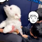 実家に行っていたパパが『2日ぶりに帰ってきた』結果→犬と再会した瞬間に…愛おしすぎる『熱烈歓迎の様子』に反響「大喜び可愛い」「声がｗ」(ブログ)