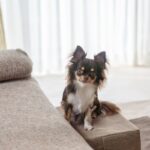 犬が『好む場所』6選　愛犬と暮らす環境に満足させるポイントや注意点まで解説(ブログ)