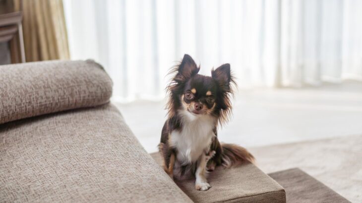 犬が『好む場所』6選　愛犬と暮らす環境に満足させるポイントや注意点まで解説(ブログ)