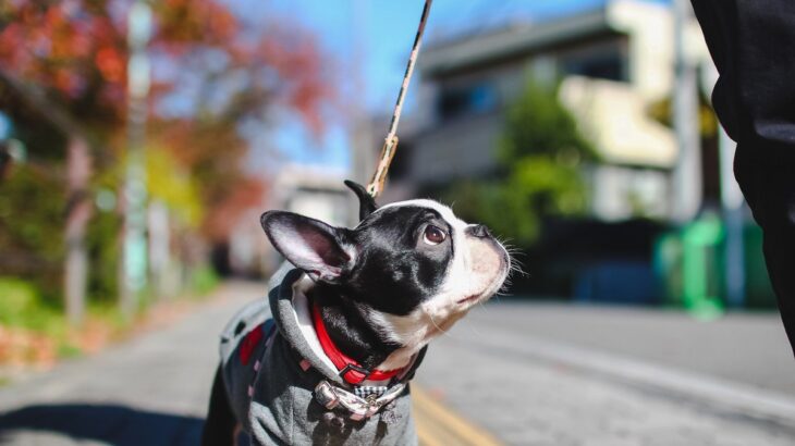 犬が『散歩に行きたがる』5つの理由　外を歩かせるメリットや注意すべきことまで(ブログ)