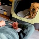 パーカーを着ている男性→大型犬に『ヒモ』を引っ張られてしまい…爆笑必至な『まさかの攻防戦』が17万再生「最後ｗｗｗ」「戦い方わかってる」(ブログ)