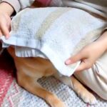 『簡単なお仕事です』洗濯物をたたんでいたら、柴犬が隣で…まさかの『お手伝い』が72万表示「最後の香り付けで草」「簡単そうに見えて職人技」(ブログ)