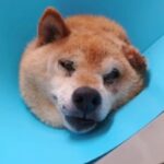 『歩けないなら、安楽死して』交通事故に遭い、下半身不随になった『迷子の老犬』を保護…涙腺崩壊する『1匹の犬の物語』に22万再生の反響(ブログ)