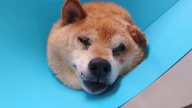 『歩けないなら、安楽死して』交通事故に遭い、下半身不随になった『迷子の老犬』を保護…涙腺崩壊する『1匹の犬の物語』に22万再生の反響(ブログ)