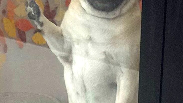 トリミングサロンへ犬をお迎えに行ったら…人間にしか見えない『まさかの表情と姿勢』が11万回表示「小さいおっさん感ｗ」「悶えた…」と絶賛(ブログ)