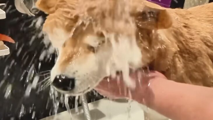 シャンプーが大嫌いで隠れる犬→お風呂場に『強制連行』した結果…『全て受け入れる光景』に20万再生の反響「表情可愛すぎｗ」「頑張ったね」(ブログ)