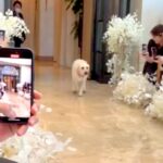 ぶっつけ本番で『結婚式のリングドッグ』を任された大型犬→新郎に向かって…思いもよらない『まさかの事件』が話題「襲ってるｗ」「可愛さ全開」(ブログ)