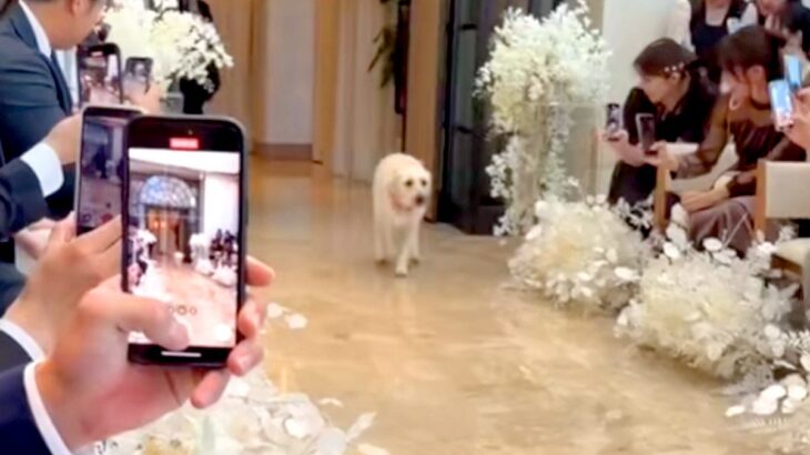 ぶっつけ本番で『結婚式のリングドッグ』を任された大型犬→新郎に向かって…思いもよらない『まさかの事件』が話題「襲ってるｗ」「可愛さ全開」(ブログ)