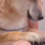 病院で手術をする犬→心配で一睡もできずに、9時間後…思わず涙する『ママとの再会の瞬間』と『表情』が9万再生「涙腺崩壊した」「満面の笑み」(ブログ)