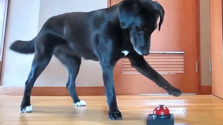 『チーン』とベルを鳴らせば、仕事中のパパが出てくると気付いた大型犬→完全に使いこなしてしまう光景が39万再生「人間の子どもか、それ以上」(ブログ)