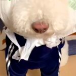 雪の日、お散歩の準備をする大型犬→帽子が見当たらなくて…まさかの『即席防寒スタイル』が可愛すぎると11万再生「味がある」「目がｗｗ」(ブログ)