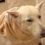 寒くてテンションが下がる大型犬→暖房のある部屋へ行くと…分かりやすすぎる『表情』が11万再生「にっこりにやられた」「ショボーンも可愛い」(ブログ)