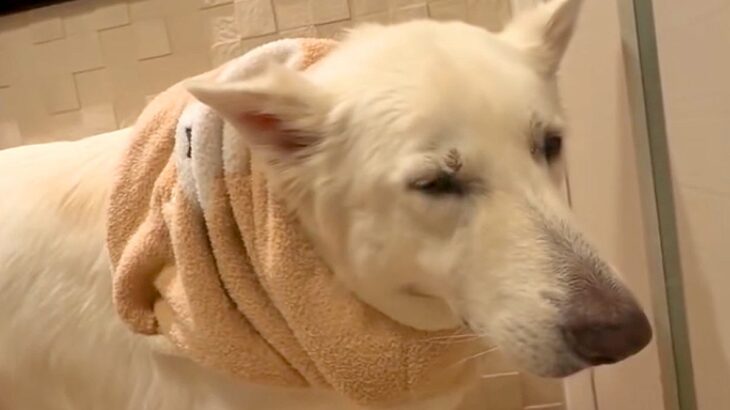 寒くてテンションが下がる大型犬→暖房のある部屋へ行くと…分かりやすすぎる『表情』が11万再生「にっこりにやられた」「ショボーンも可愛い」(ブログ)