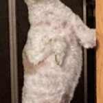 毛がモコモコに伸びた犬→『トリミングしたての頃』を見ると…別犬すぎる『衝撃の姿』に8万いいね「誰すぎるｗｗ」「もはや人間で草」と爆笑続々(ブログ)