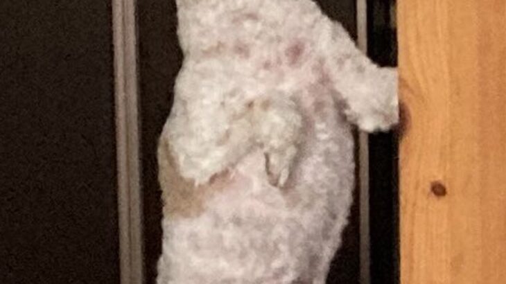 毛がモコモコに伸びた犬→『トリミングしたての頃』を見ると…別犬すぎる『衝撃の姿』に8万いいね「誰すぎるｗｗ」「もはや人間で草」と爆笑続々(ブログ)