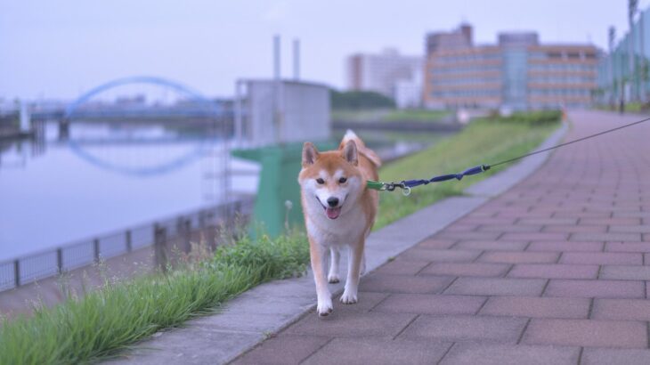犬の『散歩コース』は毎日変えるべき？いつもと同じがいいの？愛犬を満足させるコツまで(ブログ)