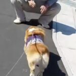 『工事現場のおじさん』と遭遇した犬→出会ったばかりとは思えない『まさかの光景』が27万再生「本当に初対面なの？ｗｗ」「メロメロになる」(ブログ)