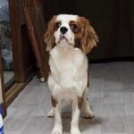 １年半も売れ残り、お店をたらい回しにされた犬→温かい家族に迎えられた結果…『現在の光景』に感動「運命だった」「辛かった分、幸せにね」(ブログ)