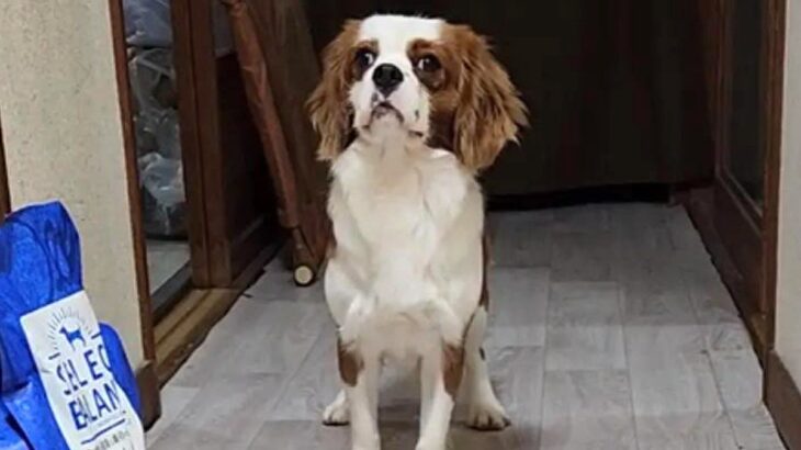 １年半も売れ残り、お店をたらい回しにされた犬→温かい家族に迎えられた結果…『現在の光景』に感動「運命だった」「辛かった分、幸せにね」(ブログ)