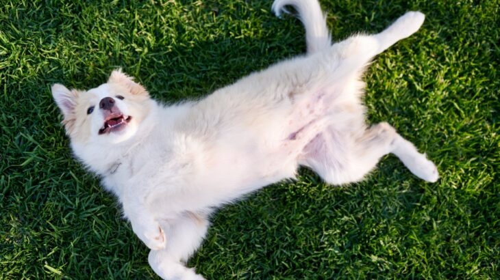 犬があなたを『喜ばせたい』ときにみせる行動５選　愛犬からのアピールに飼い主がすべき対応まで(ブログ)