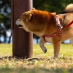 犬が『電柱の匂いを嗅ぐ』心理2つ　止めさせた方がいいの？行動の意味まで解説(ブログ)