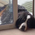 雪の中、なぜか『顔だけ部屋に入れる』超大型犬→判明した『まさかの理由』に10万いいね「甘えん坊と怠け者のミックスｗｗ」「折衷案で草」(ブログ)