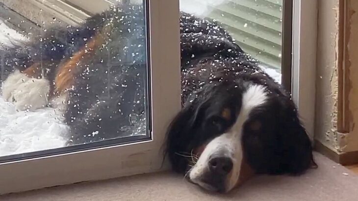 雪の中、なぜか『顔だけ部屋に入れる』超大型犬→判明した『まさかの理由』に10万いいね「甘えん坊と怠け者のミックスｗｗ」「折衷案で草」(ブログ)