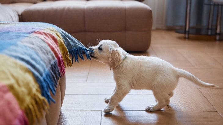 犬が『イタズラ』をしてしまう要因４つ　主な原因や問題行動を未然に防ぐためのしつけまで(ブログ)