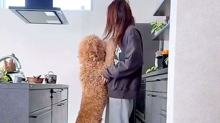 朝、体重23キロの大型犬が『ママに抱っこをおねだり』した結果→もはや『人間の子ども』な光景が60万再生「幸せの重み」「サイズオーバーｗ」(ブログ)