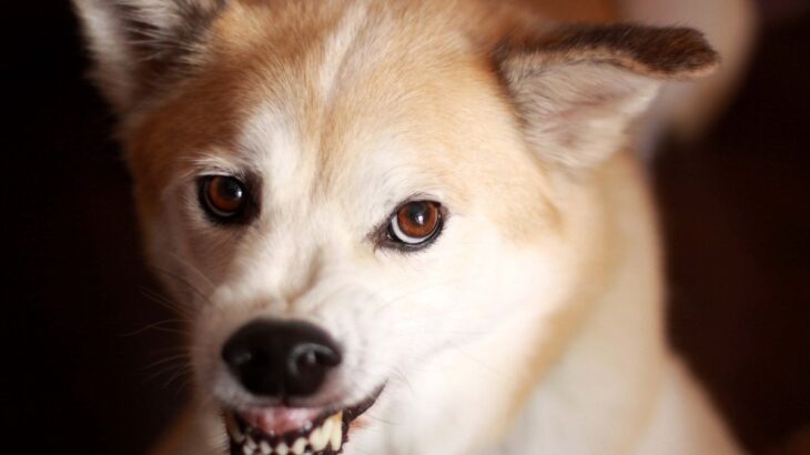 『短気な性格の犬』にみられる4つの特徴　怒りっぽくなってしまう要因や共通点まで(ブログ)