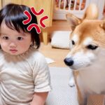 夜ご飯前に仮眠をとろうとしたら『1歳の女の子と犬』がブチギレて…絶対に休めない『カオスな状況』が41万再生「破壊力ｗｗ」「パワフルすぎ」(ブログ)