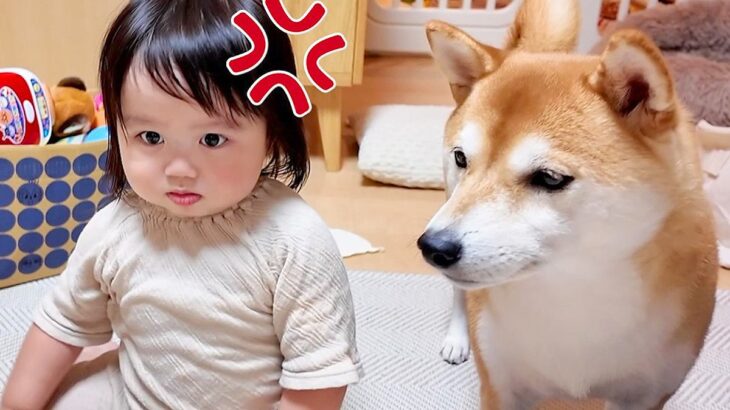 夜ご飯前に仮眠をとろうとしたら『1歳の女の子と犬』がブチギレて…絶対に休めない『カオスな状況』が41万再生「破壊力ｗｗ」「パワフルすぎ」(ブログ)