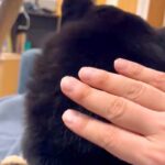 膝の上でくつろぐ犬→『こっち向いて』と頭をポンポンしてみたら…まさかの『振り向き方』が126万表示「向きがｗｗ」「可愛すぎる」と絶賛(ブログ)