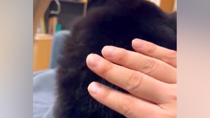 膝の上でくつろぐ犬→『こっち向いて』と頭をポンポンしてみたら…まさかの『振り向き方』が126万表示「向きがｗｗ」「可愛すぎる」と絶賛(ブログ)