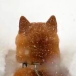 朝、起きたら大雪が積もっていて…犬が自ら埋もれに行った結果→『無謀すぎるダイブ』が愛おしすぎると136万再生「爆笑した」「揚げパンちゃん」(ブログ)