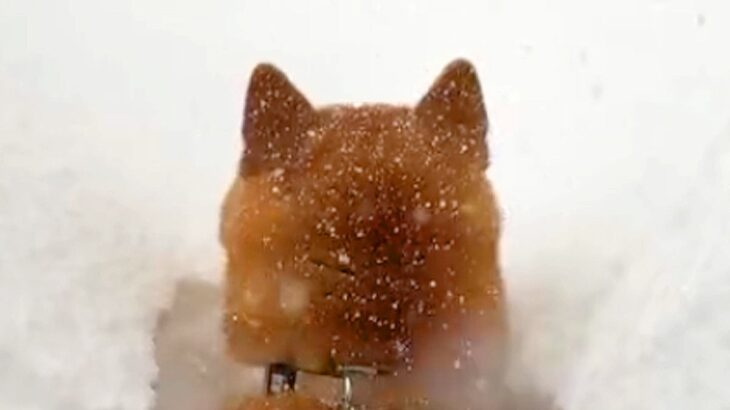 朝、起きたら大雪が積もっていて…犬が自ら埋もれに行った結果→『無謀すぎるダイブ』が愛おしすぎると136万再生「爆笑した」「揚げパンちゃん」(ブログ)