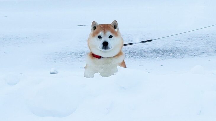 大寒波の日、空港までお母さんを迎えにきた犬→大雪の中で気が付いた瞬間…とんでもなく尊い反応が9万再生「喜びが爆発してるw」「愛を感じる」(ブログ)