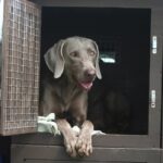 犬の『ケージ』正しい掃除の頻度とは？衛生面を保つために必ずすべきことまでご紹介(ブログ)