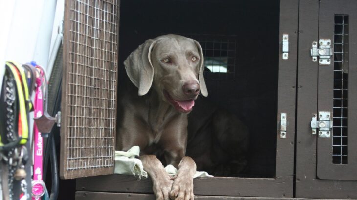 犬の『ケージ』正しい掃除の頻度とは？衛生面を保つために必ずすべきことまでご紹介(ブログ)