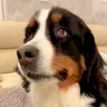 電話のフリをしながら『大型犬の大好きなワード』を連呼した結果→想定以上のリアクションが154万表示「供給過多でもだえてるの可愛いｗ」(ブログ)