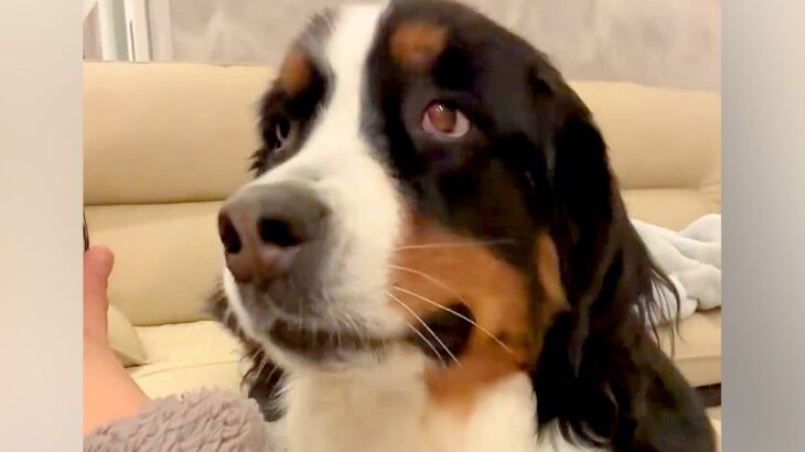 電話のフリをしながら『大型犬の大好きなワード』を連呼した結果→想定以上のリアクションが154万表示「供給過多でもだえてるの可愛いｗ」(ブログ)