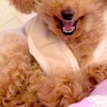 『お仕事行ってくるね』と犬に伝えた結果→『寂しがるかな』と思ったら…理想とはかけ離れた『態度』が10万再生「クワッて顔ｗｗ」「最高」(ブログ)